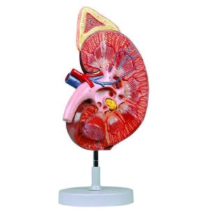 Kidney with Adrenal Gland, 3X life size